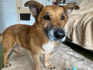 Marley - Male Terrier - other Photo