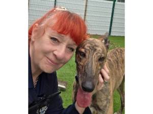 Lady - Female Greyhound Photo