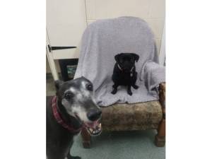 Jetts &amp; Flump - Female Greyhound Photo