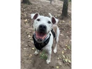 Beau - Male Staffordshire Bull Terrier Photo
