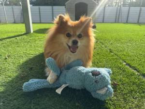 Mushu - Male Pomeranian Photo