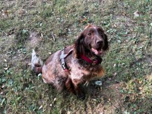 Bonnie - Female Spaniel - other Photo