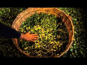 Production of Tea, Documentary