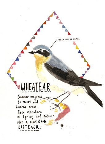 Birds