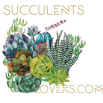 Succulents