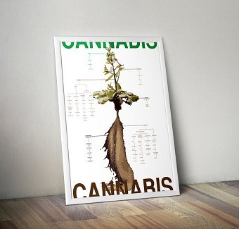 Marijuana *