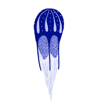 Jelly Fish