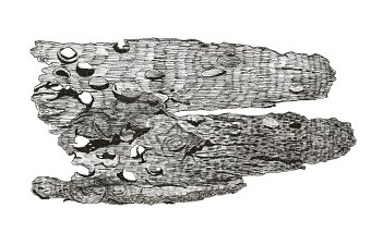 Seahenge - Natural Artefacts - Driftwood