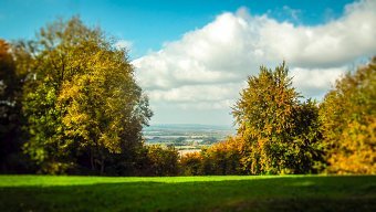 Wendover Woods