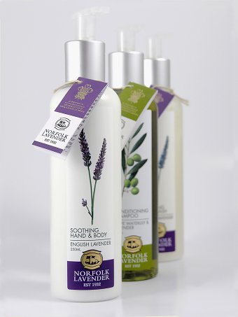 Norfolk Lavender