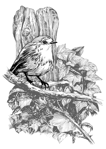 Illustrations for new book project