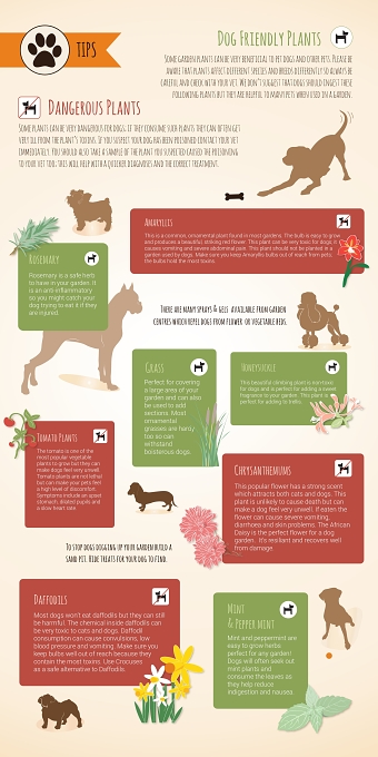 Dog Plant Tips Infographic