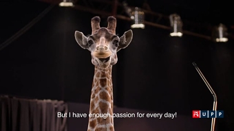 Giraffe Krakatao