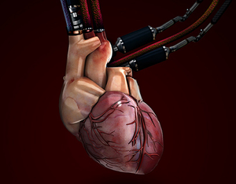 Heart