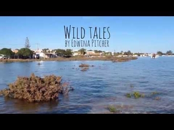 Wild Tales Journeys Short Videos