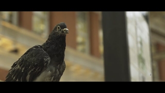 Pidge (One Minute Film)