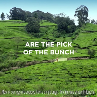 Jason Lowe  - Pure Leaf Tea digital adverts
