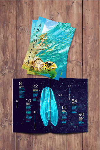 Animalia Magazine