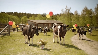 Dobrynia Dairy Products "Happy Birthday" TVC
