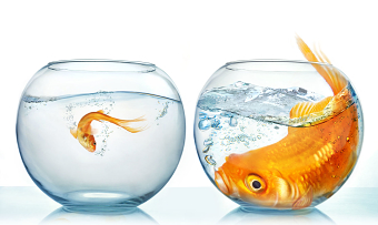 Large And Small Goldfish Conceptual Image.