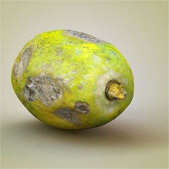 Papaya 3d model