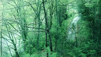 Rain