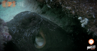 Wonders of the Sea