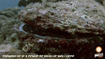 Wonders of the Sea "THORNY OYSTER"