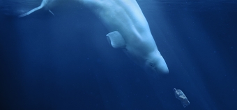 Helping A Plastic Ocean to Number 1