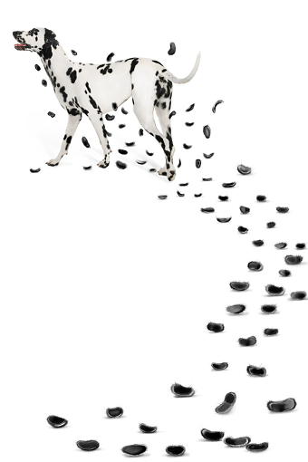 Dalmatians