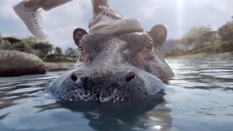Stride Hippo