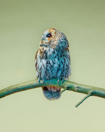 Andy Lo Po, Owls