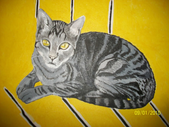 Duda (portrait of a kitten, domestic animals - PET).