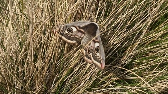 Kinder Trespass