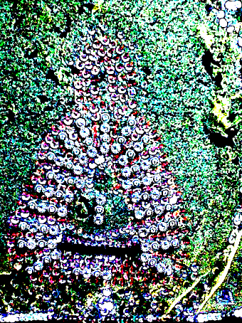 BUDDHA