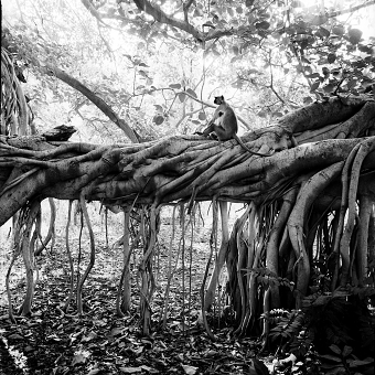 Tree of Life