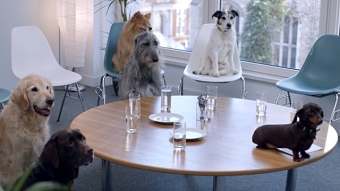 Tesco Pet Insurance