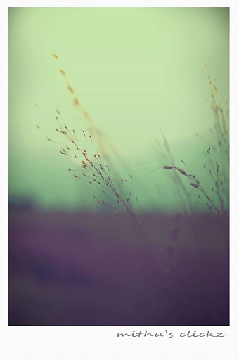 Photography_level_nature