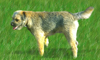 Dog art