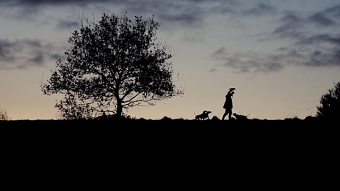 The Companion