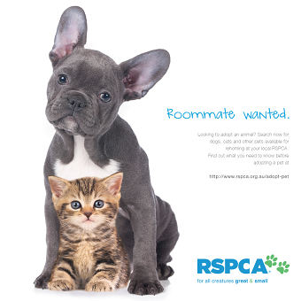 Roommate wanted