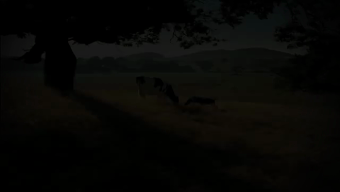 Obourland Milk