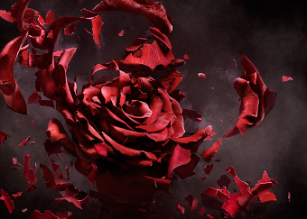 Exploding Rose