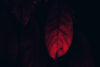 hell's leafs