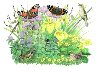 The Fens habitat illustration