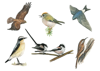 Bird illustrations