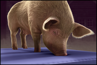 Tamworth Sow
