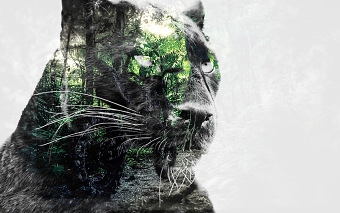 KTM - Wild Catz Series Campaign