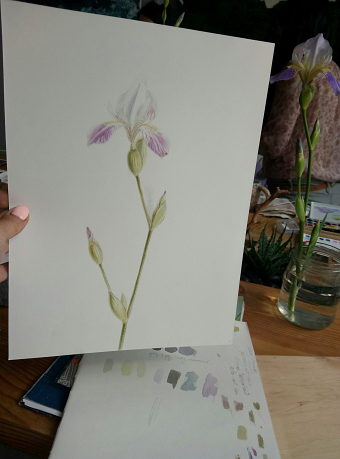 Watercolor iris