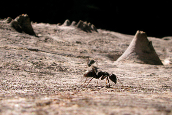 Moon Ants